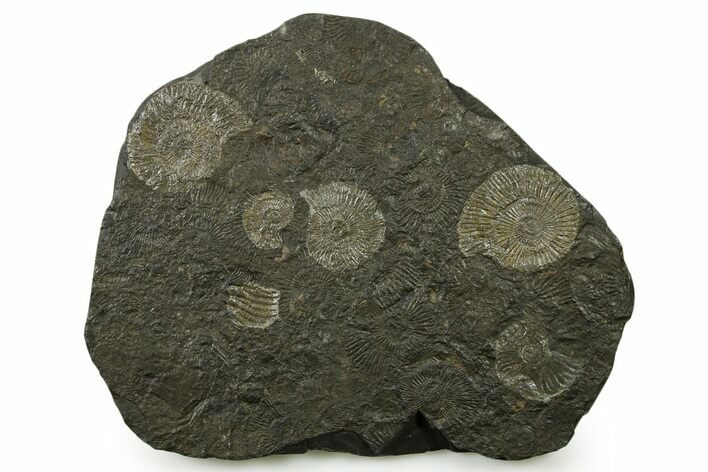 Fossil Ammonite Cluster - Posidonia Shale, Germany #383716